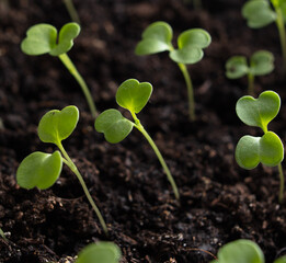 Small green sprouts of seedlings in the ground