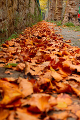 Fall background. Fallen leaves on the sidewalk at autumn