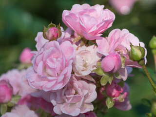 Obraz premium A blooming pink rose bush.