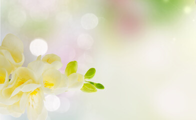 Obraz premium Freeseia fresh flowers