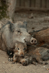 Young boars with their mother. Boar family in spring