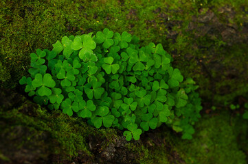 Young oxalis in the spring forest 