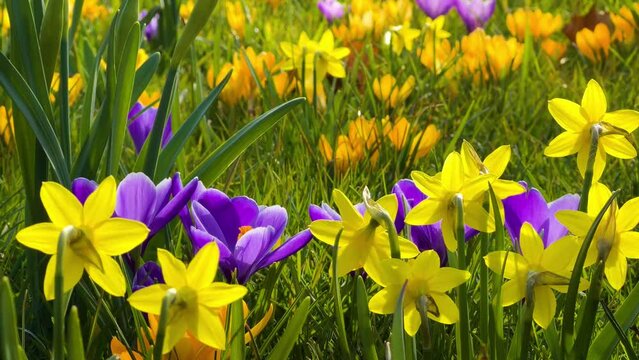 Yellow daffodil Spring Narcissus flowers and crocuses in the garden. First spring flowers. High quality 4k footage