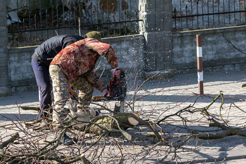 Two workers with chainsaws cut large branches of a tree into smaller ones. Caring for trees, pruning trees.	