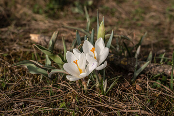 close-up of white crocuses in a meadow