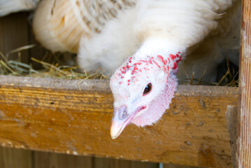 A turkey resting in the poultry house at a petting zoo
