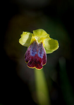 Sombre Bee-orchid, Ophrys fusca, ssp. bilunulata. Andalusia, Spain.