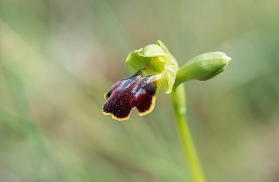 Sombre Bee-orchid, Ophrys fusca, ssp. bilunulata. Andalusia, Spain.