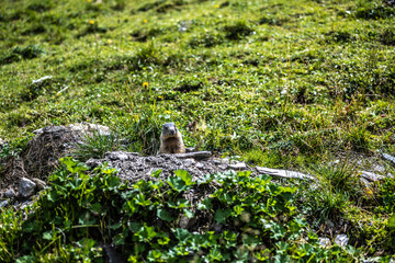 Spying Marmot
