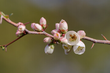 ボケの花が満開