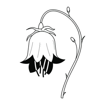 Abstract Hand Drawn Bell Flower Plant Botanic Floral Nature Bloom Doodle Concept Vector Design Outline Style On White Background Isolated