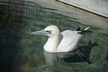 Vogel Basstölpel Wasservogel Schnabel