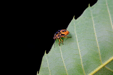 Hemiptera bugs in the wild, North China