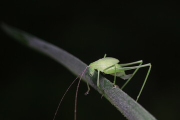 Katydid nymphs in the wild, North China