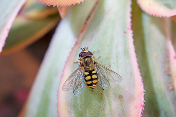 Fototapeta premium Two aphid eating flies mating on wild plants, North China