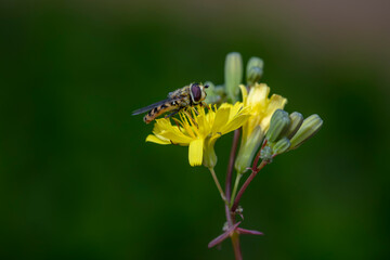 Syrphidae live on plants in North China