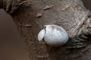 Pupa shell of yellow thorn moth in wild environment, North China