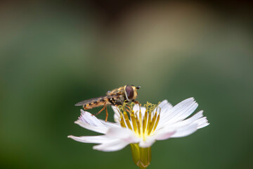 Syrphidae live on plants in North China