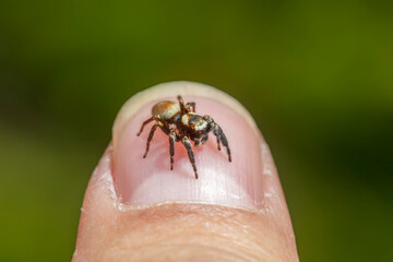 Jumping spider on human nail
