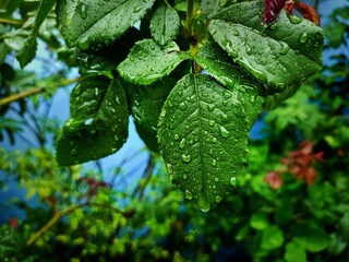 Lemon leaves rain drops