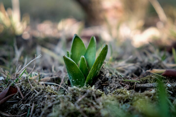 Flowers are popping up out of the ground