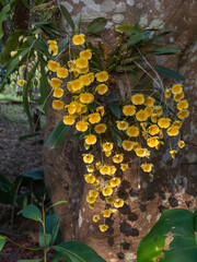Bright yellow orange flowers of epiphytic orchid species dendrobium lindleyi aka Lindley's...