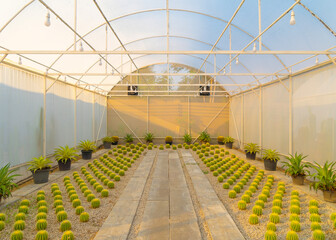Cactus plants set with rocks in garden desert in industry farm in agriculture concept. Nature landscape background.