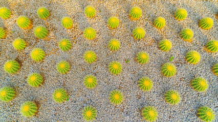Cactus plants set with rocks in garden desert in industry farm in agriculture concept. Nature landscape background.