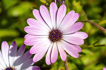 Obraz premium Pink African daisy, Osteospermum is a genus of flowering plants belonging to the Calendulae, one of the smaller tribes of the sunflower, daisy family Asteraceae. They are known as the daisy bushes