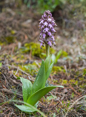 Giant orchid, Barlia robertiana, Andalusia, Southern Spain