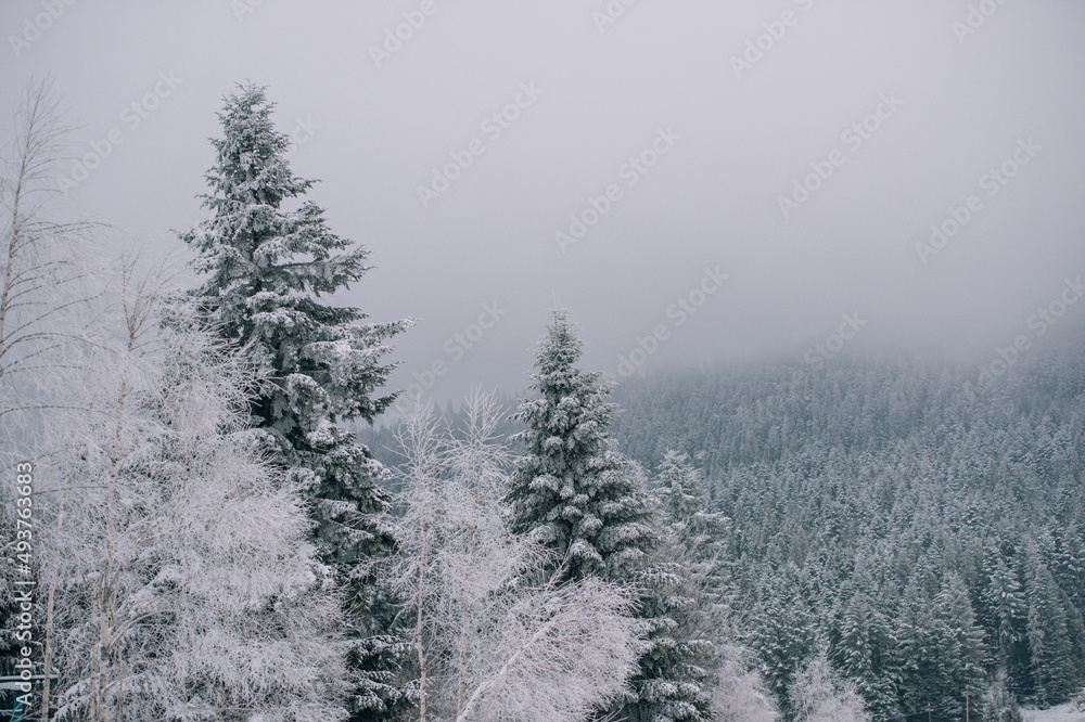 Wall mural snow covered trees