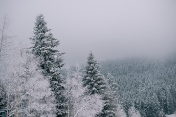 snow covered trees