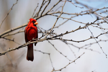 Northern Cardinal perched