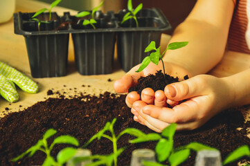 A child plants young green seedlings at home. Transplanting plants. Sowing seeds in spring. A new life.  Protection of nature. The concept of World Earth Day.