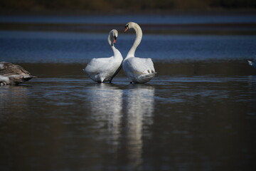 Cygnus olor, zwei Schwäne stehen im Wasser und balzen zur Bekräftigung ihrer Ehe oder Partnerschaft