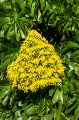 Sydney Australia, yellow flower head of an aeonium arboreum against glossy green leaves