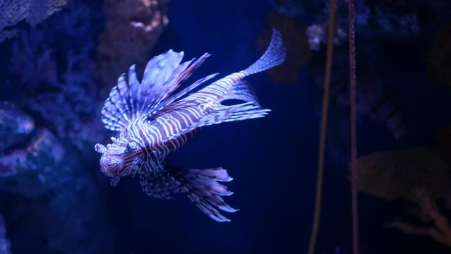 lion fish, fish at aquarium, under water, animals
