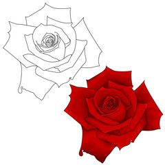 Hand drawn red rose with outline.