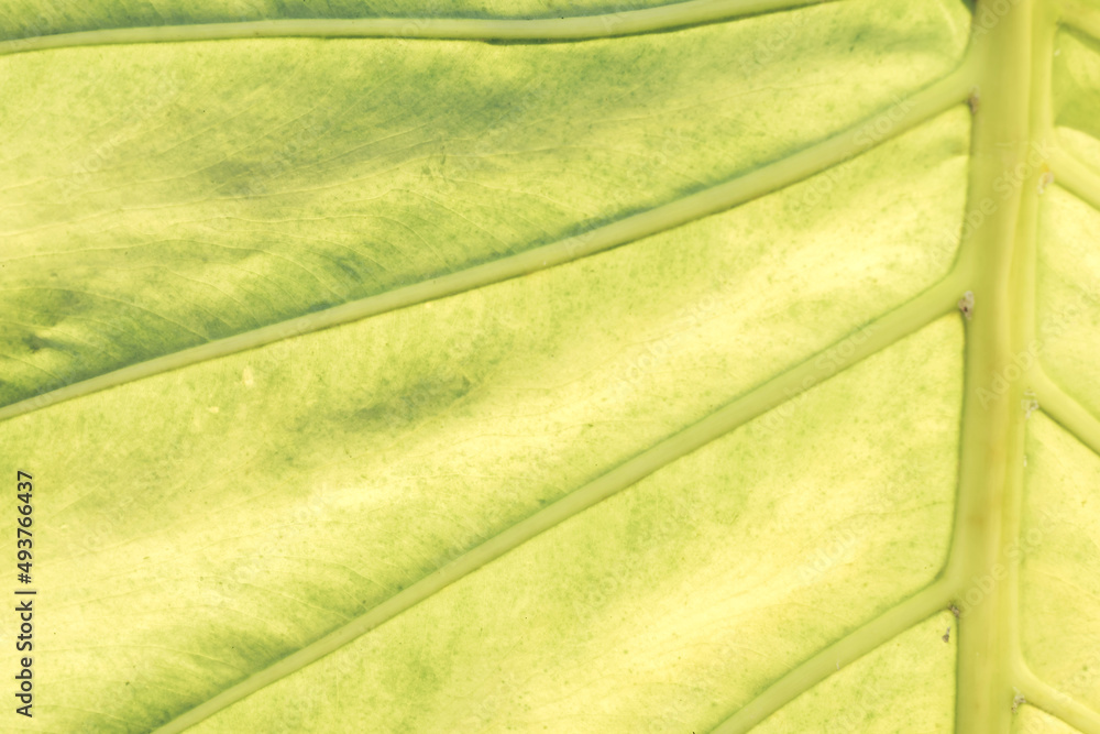 Poster close up beautiful green yellow leaf background texture. macro photography view..