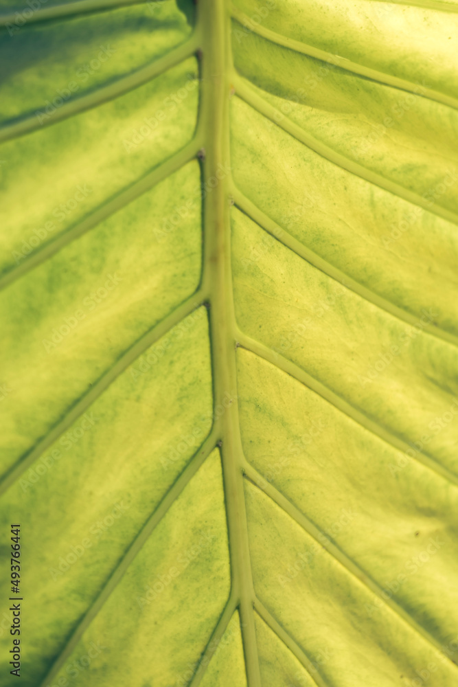 Poster close up beautiful green yellow leaf background texture. macro photography view..