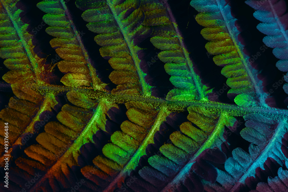 Aufkleber Close up abstract fern plant colorful light. Beautiful plant minimal in neon light. Background pattern for design.