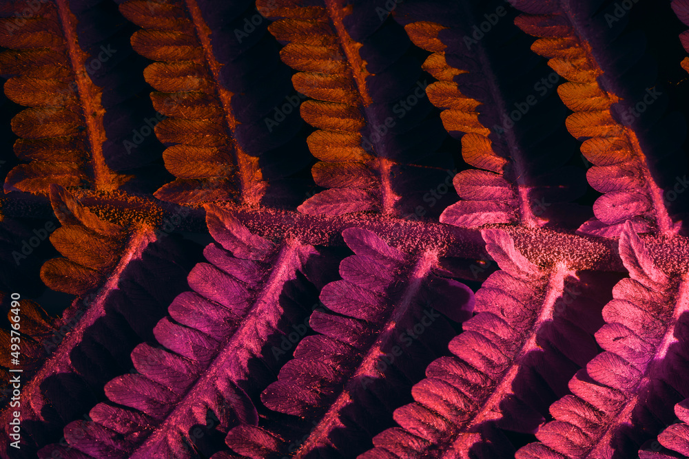 Aufkleber close up abstract fern plant colorful light. beautiful plant minimal in neon light. background patte