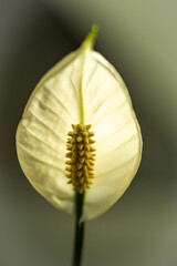 Close up of a calla palustris blossom made translucent from backlight