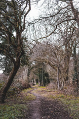 Path in the forest during winter season, English countryside, England, UK