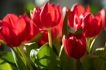 Bouquet of red tulips in a vase in bright sunlight