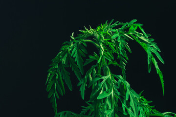 Close up ragweed on a black background. Macro photography view.