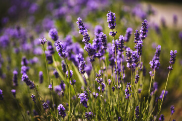 Obraz premium lavender flowers close up with blurred background. Selective focus.