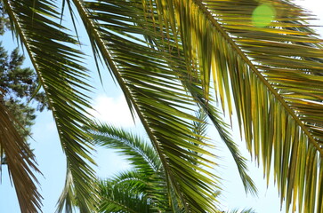 Fototapeta premium Palm in Spain