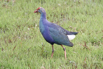 Purple Swamphen