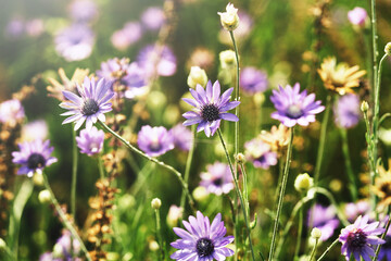 Xeranthemum annuum violet immortelle flowers in bloom